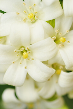 WHITE LUCENT Fragrance