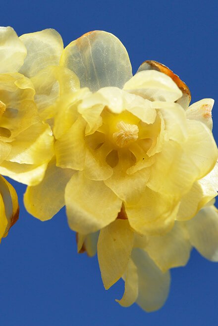 Fragrance