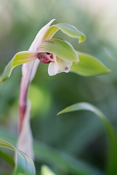 Fragrance