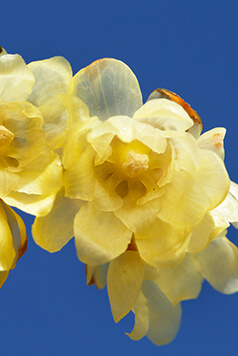 Fragrance